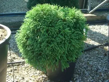 Nog maar enkele beschikbaar | Sikkelden (Cryptomeria japonica ‘Globosa Nana‘)