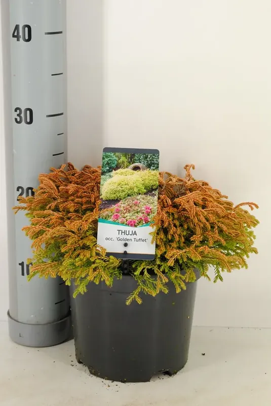 Scherp geprijsd | Goudkussen levensboom (Thuja occidentalis ‘Golden Tuffet‘)