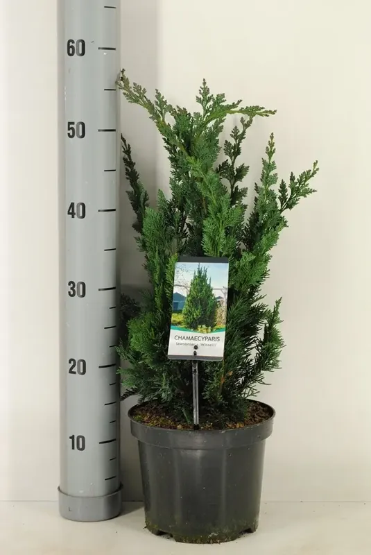 Bijna uitverkocht | Dwergcipres (Chamaecyparis lawsoniana ‘Wisselii‘)