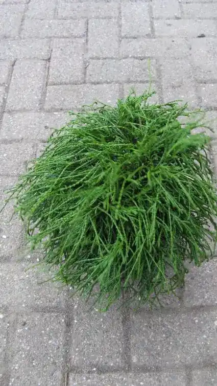 Topprijs - Cypres (Chamaecyparis pisifera ‘Filifera Nana‘)