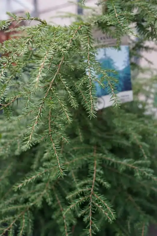 Hemlockspar (Tsuga canadensis) | Actie