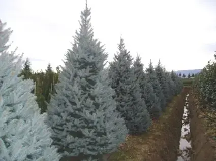 Amerikaanse blauwe spar (Picea pungens ‘Fat Albert‘) - Bestel nu