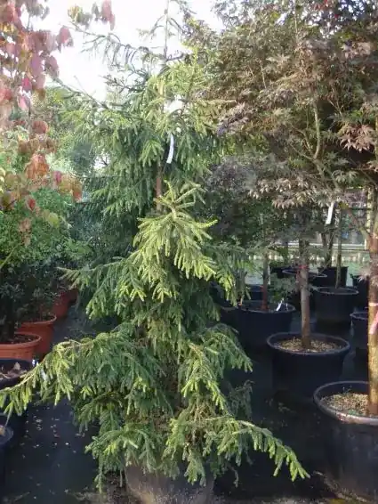 Extra korting - Kaukasische spar (Picea orientalis ‘Aureospicata‘)