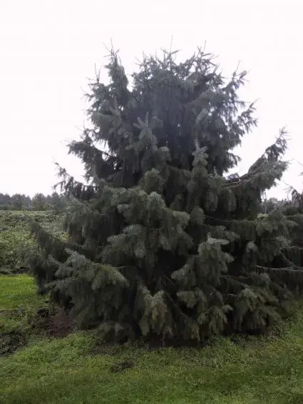 Veilig betalen - Spar (Picea breweriana)