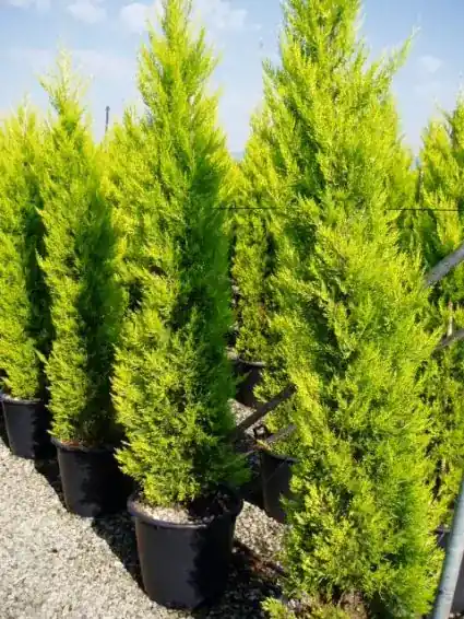 Opruiming - Cipres kamerconifeer (Cupressus macrocarpa ‘Goldcrest‘)