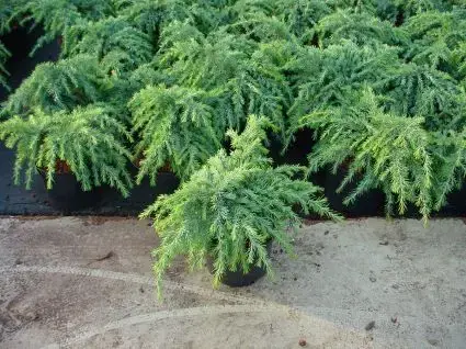 Ceder (Cedrus deodara ‘Feelin Blue‘) | Verlaagde prijs