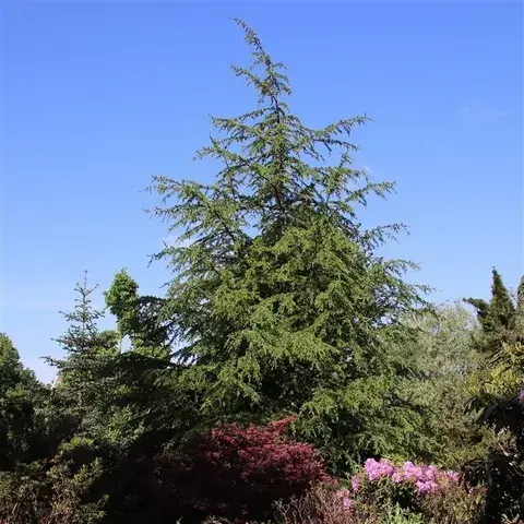 Libanonceder (Cedrus libani) | Nu beschikbaar