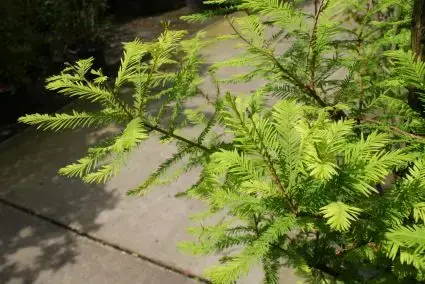 Veilig winkelen | Moerascipres (Taxodium distichum)
