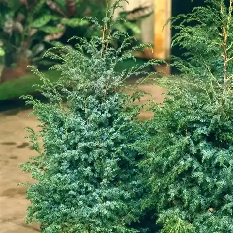 Jeneverbes (Juniperus chinensis ‘Blue Alps‘) | Scherp geprijsd