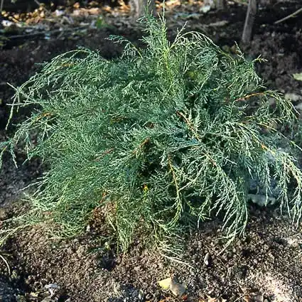 Jeneverbes (Juniperus virginiana ‘Grey Owl‘) | Net gelanceerd