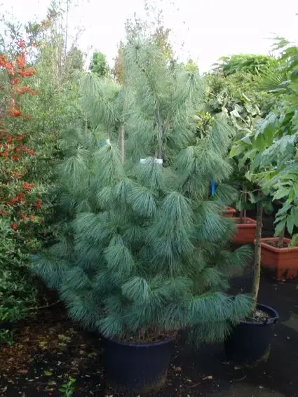 Direct leverbaar | Treurden (Pinus wallichiana)