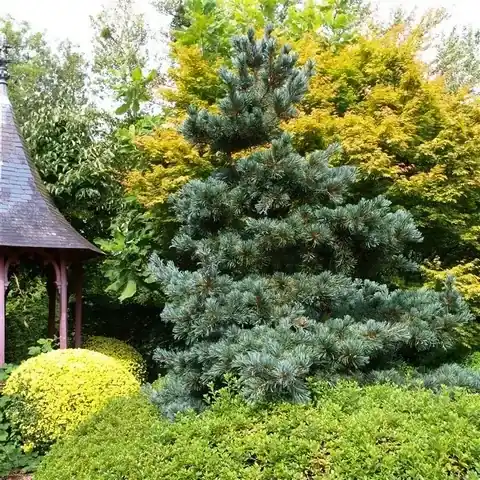 Blauwe Japanse Den (Pinus parviflora ‘Glauca‘) | Hoog gewaardeerd