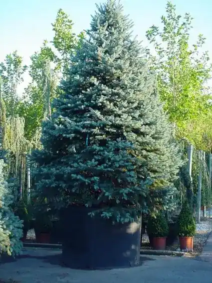 Hoge kwaliteit - Spar (Picea pungens ‘Hoopsii‘)