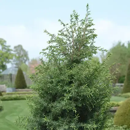 Juniperus communis ‘Hibernica‘ (zuilvormige Jenever) bestellen en online kopen. | Rechtstreeks van de fabrikant