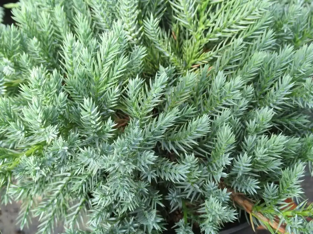 Populair | Jeneverbes (Juniperus squamata ‘Blue Carpet‘)