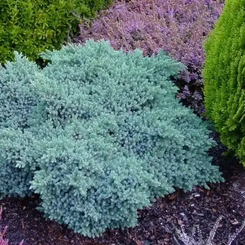 Voeg toe aan winkelwagen | Jeneverbes (Juniperus squamata ‘Blue Star‘)