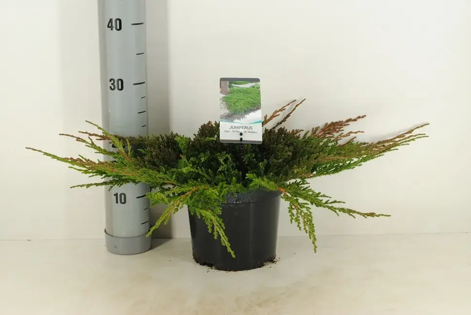Jeneverbes (Juniperus horizontalis ‘Prince of Wales‘) | Actie