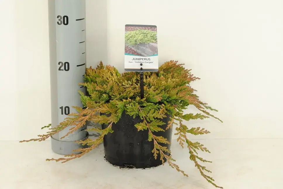 Jeneverbes (Juniperus horizontalis ‘Golden Carpet‘) - Nieuw in de shop