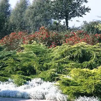 Jeneverbes (Juniperus media ‘Pfitzeriana Aurea‘) - Direct kopen