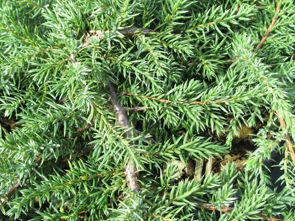 Prijsverlaging - Jeneverbes (Juniperus communis ‘Green Carpet‘)