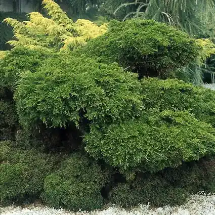 Jeneverbes (Juniperus media ‘Mint Julep‘) | Zojuist toegevoegd