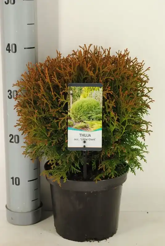 Nieuw binnen | Levensboom (Thuja occidentalis ‘Little Giant‘)