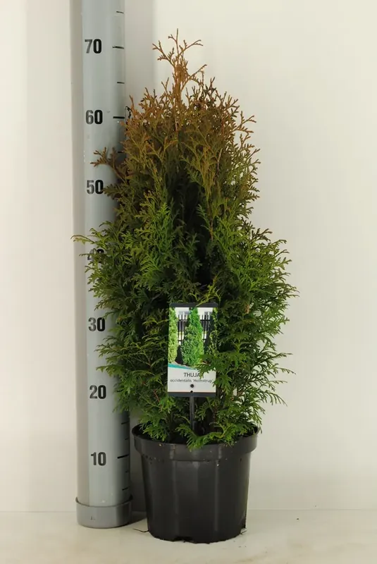 Voordelig | Levensboom (Thuja occidentalis ‘Holmstrup‘)
