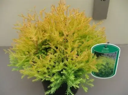 Shop nu - Thuja (Thuja occidentalis ‘Rheingold‘)