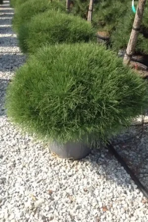 Zwarte den (Pinus nigra ‘Marie Bregeon‘) - Topkwaliteit