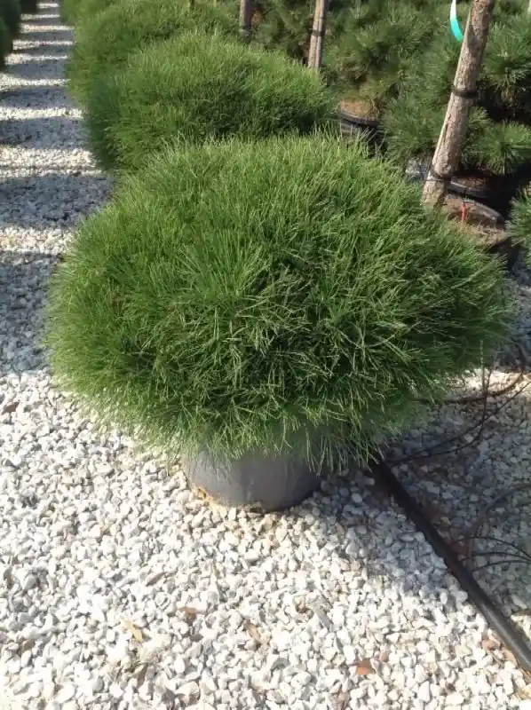 Zwarte den (Pinus nigra ‘Marie Bregeon‘) - Topkwaliteit