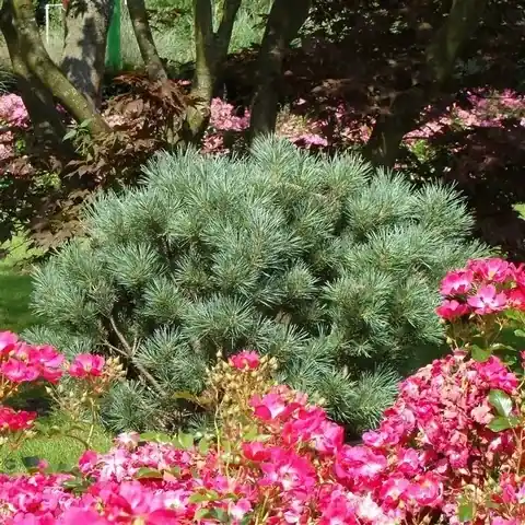 Hoge kwaliteit - Grove den (Pinus sylvestris ‘Watereri‘)