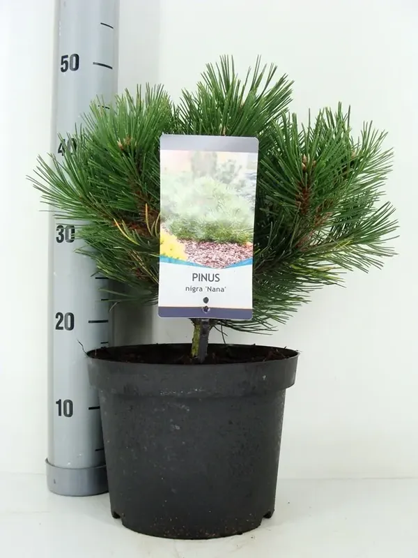 Net toegevoegd - Oostenrijkse den (Pinus nigra ‘Nana‘)
