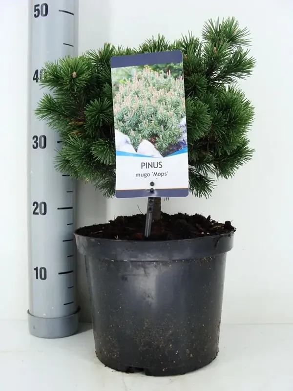 Dwerg Bergden (Pinus mugo ‘Mops‘) | Nog enkele stuks