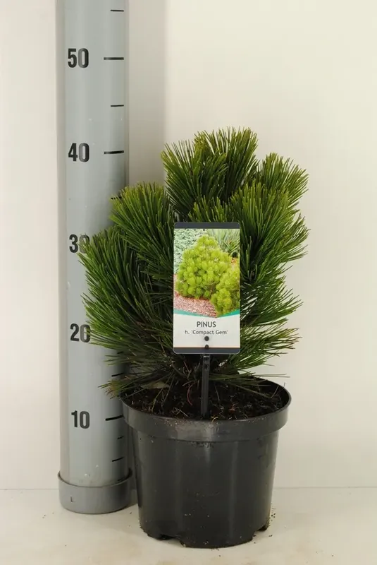 Bosnische den (Pinus heldreichii ‘Compact Gem‘) - Pak je kans
