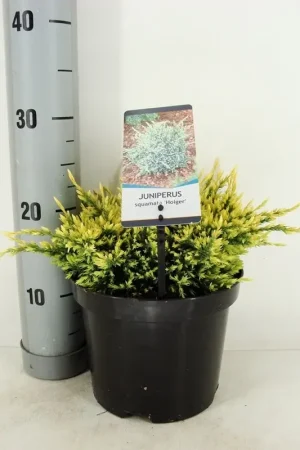 Alleen deze week | Jeneverbes (Juniperus squamata ‘Holger‘)