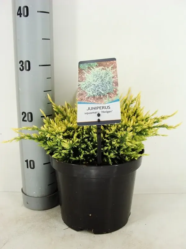 Alleen deze week | Jeneverbes (Juniperus squamata ‘Holger‘)