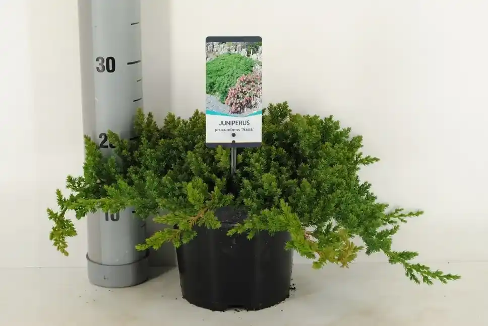 Jeneverbes (Juniperus procumbens ‘Nana‘) - Zojuist toegevoegd