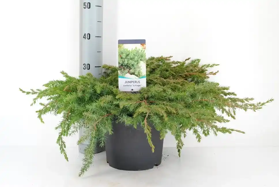 Rechtstreeks uit de fabriek - Kustjeneverbes (Juniperus conferta ‘Schlager‘ (Blue Pacific))