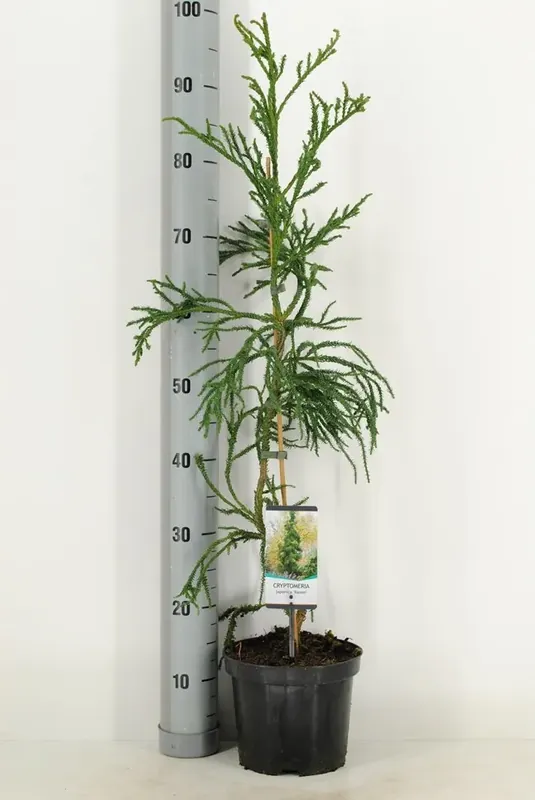 Klaar voor verzending - Sikkelden (Cryptomeria japonica ‘Rasen‘)