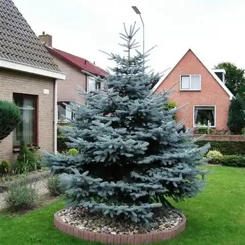 Prijsverlaging | Blauwspar (Picea pungens ‘Glauca‘)