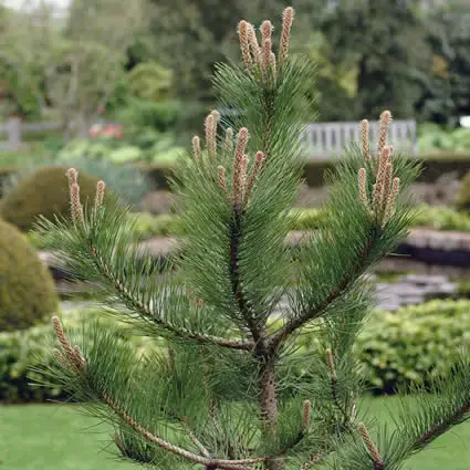 Korting - Grove Den, Solitair (Pinus sylvestris)