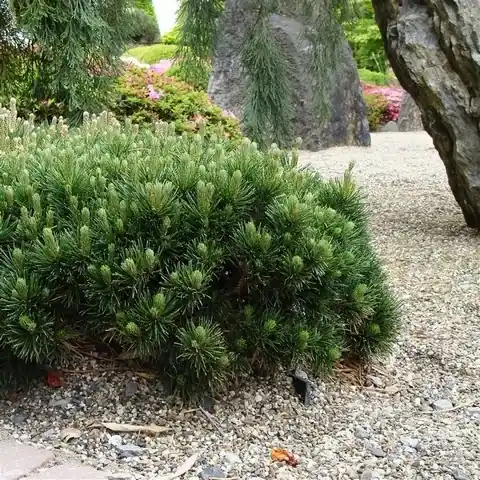 Koopje - Pinus (Pinus mugo var. Pumilio)