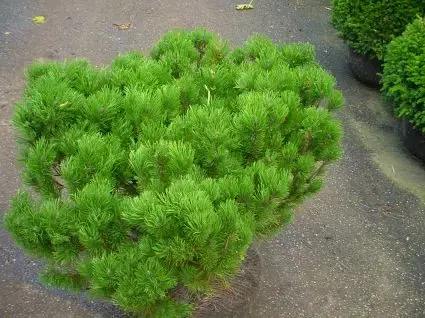 Bergden (Pinus mugo mughus) | Goed beoordeeld