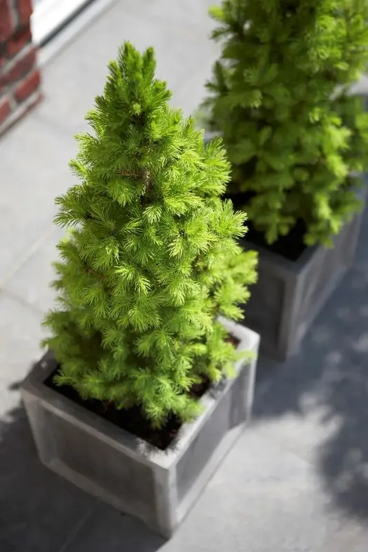 Premium - Spar (Picea glauca ‘Conica‘)