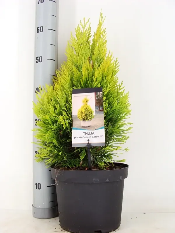 Bespaar nu | Levensboom (Thuja plicata ‘4ever Goldy‘)