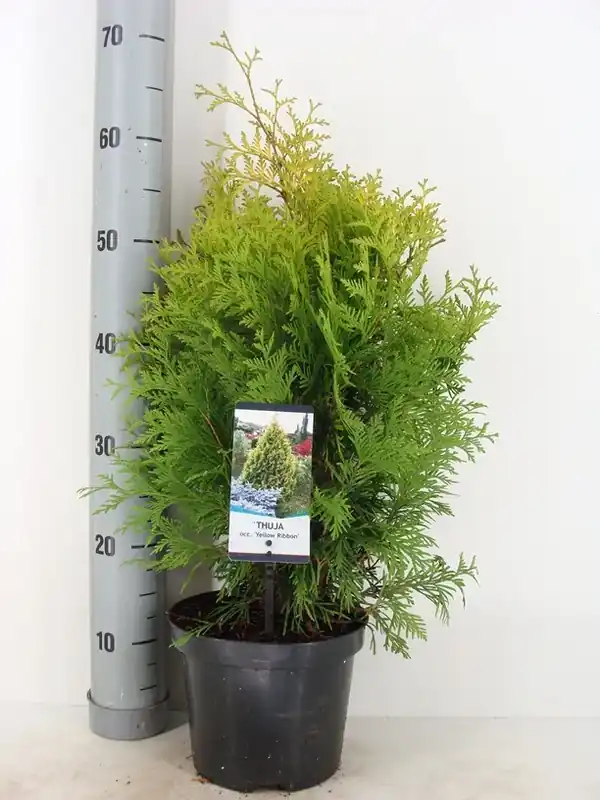 Levensboom (Thuja occidentalis ‘Yellow Ribbon‘) | Profiteer nu