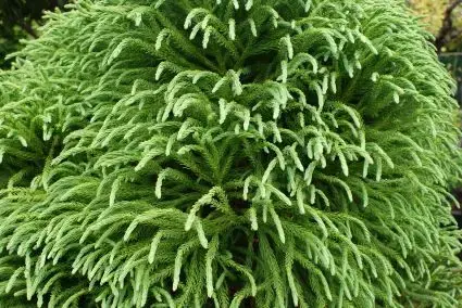 Sikkelden (Cryptomeria japonica ‘Elegans‘) | Extra voordeel