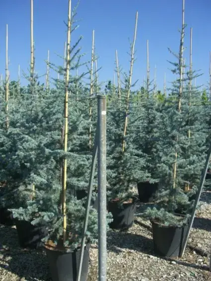 Atlasceder (Cedrus libani ‘Glauca‘) - Deal