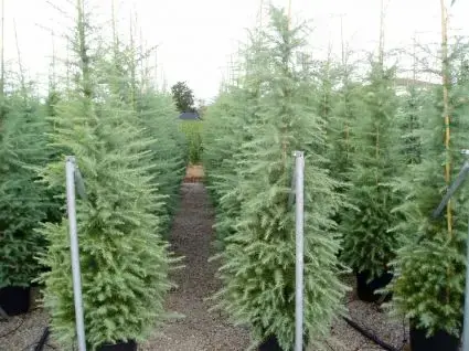 Himalayaceder (Cedrus deodara) - Aanbieding