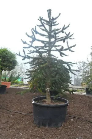 Zojuist toegevoegd - Apeboom (Araucaria araucana)